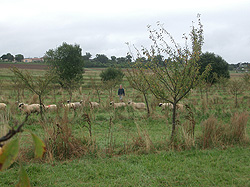 Shropshire Sheep, sheep grazing in trees, agroforestry