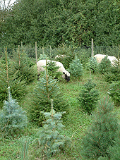 Shropshire sheep, sheep grazing in conifer trees, agroforestry