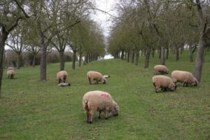 Shropshire Sheep, sheep in trees, agroforestry