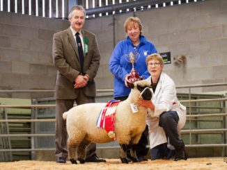 Champion and Winner of the Morley Tophy, M&S Shimwell, ewe lamb