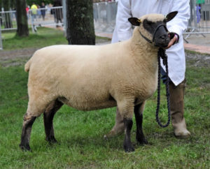 Shropshire sheep, Three Counties Show