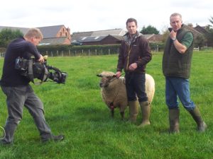 Shropshire sheep, BBC Countryfile