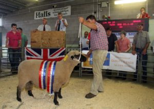Shropshire Sheep, show and sale, Halls Livestock