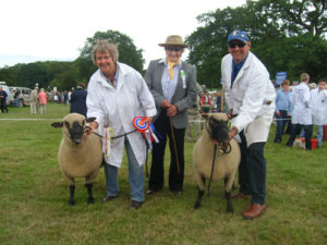 Shropshire sheep at Burwarton Show