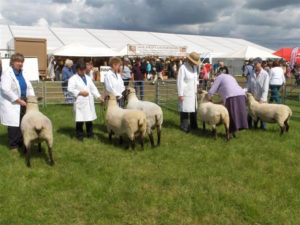Shropshire sheep at Cheshire Show