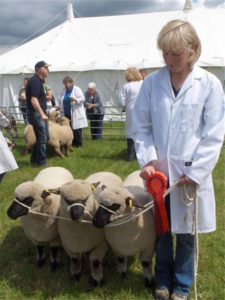 Shropshire Sheep, Cheshire Show