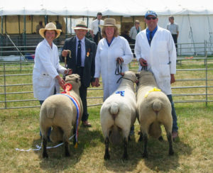 Alderton lambs at Cheshire Show
