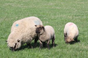 Shropshire sheep, lambs, twins