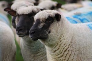 Shropshire sheep, Shropshire ewes