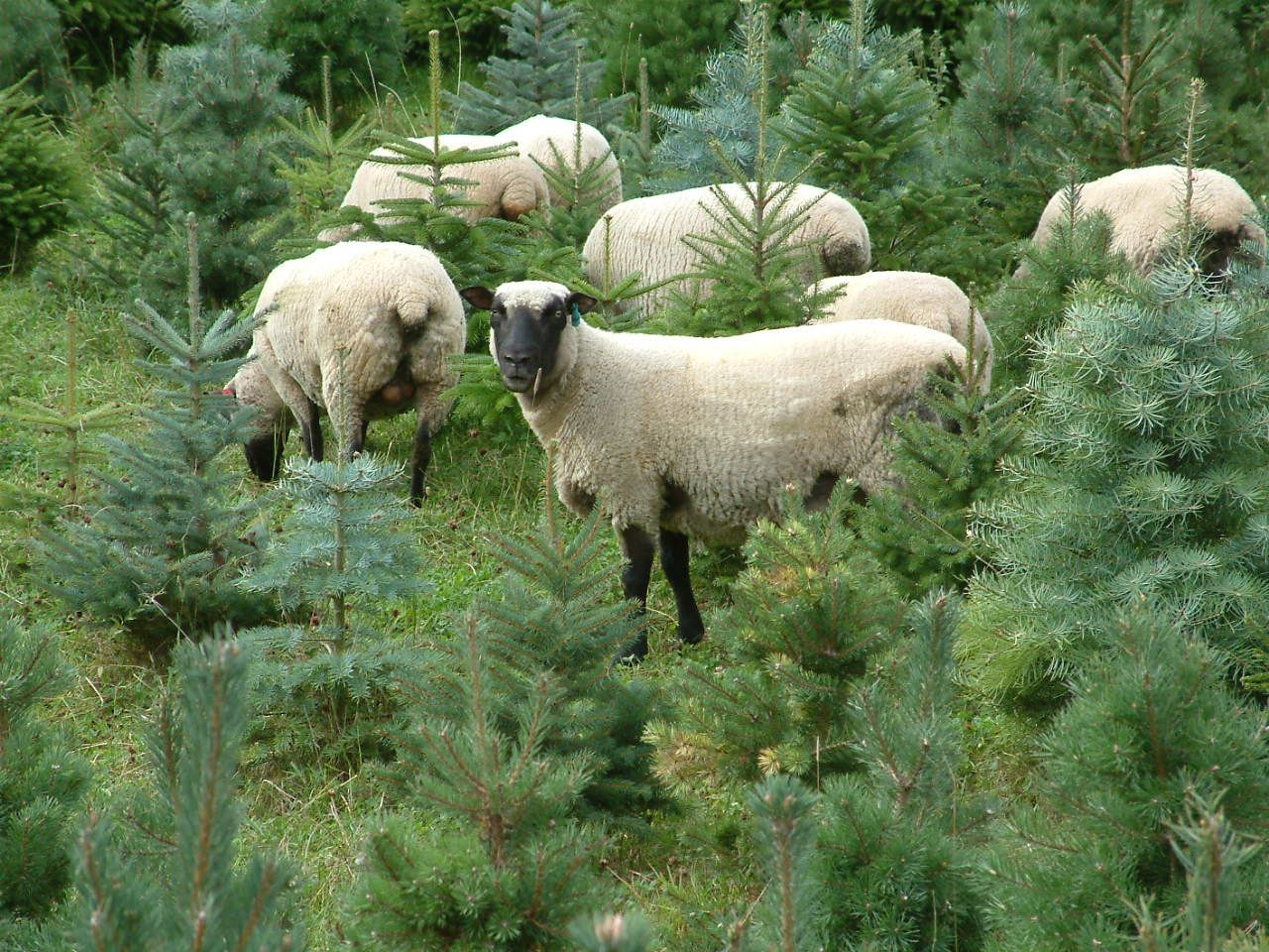 Цвет шерсти овец. Шропширская порода овец. Шропшир овцы. Белтекс овцы. Порода Белтекс.