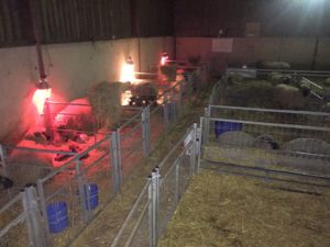 Shropshire sheep, lambing shed at night, lambing
