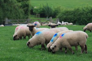Shropshire sheep, Shropshire lambs at grass, grass reared,
