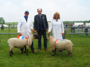 Shropshire Sheep, Stafford Show
