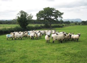 Shropshire sheep, Shropshire flock, sheep at grass