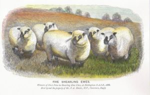 Shropshire sheep, five shearling ewes, history, oldest breed society in the UK