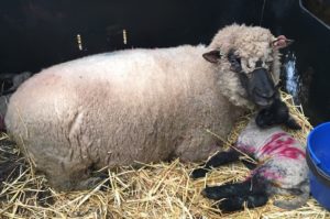 Shropshire sheep, ewe with twin lambs in lambing shed