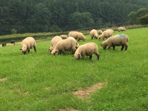 Shropshire sheep, lambs at grass, finishing off grass