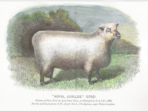 Shropshire Sheep, Shropshire ram, Shropshire history, 1888
