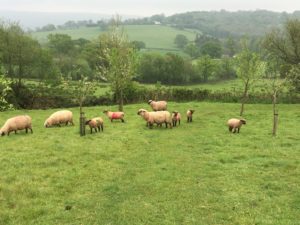 Shropshires ewes and their lambs grazing in young trees, agroforestry, sheep in trees