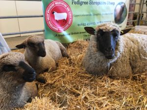 Shropshire sheep and lambs at Spring Festival