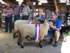 Shropshire sheep at a show in Switzerland