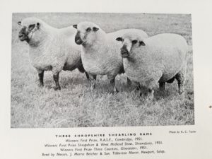 Shropshire sheep, 1951 prize winers, Shropshire history