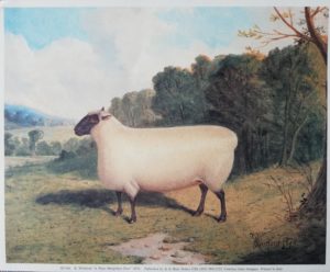 Shropshire sheep, Shropshire ewe, 1878