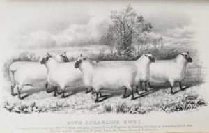 Shropshire sheep, Shropshire shearling ewes, 1884