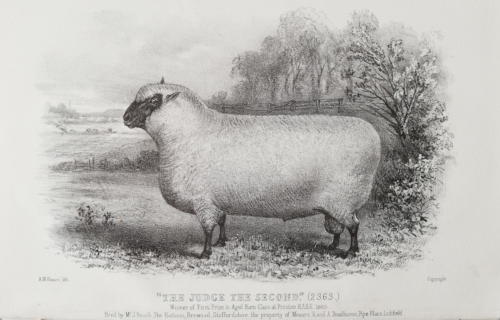 Shropshire sheep, Shropshire ram, 1885
