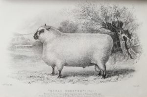 Shropshire sheep, Shropshire ram, 1885