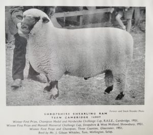 Shropshire sheep, Shropshire shearling ram, 1951
