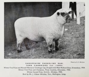 Shropshire sheep, Shropshire shearling ram, 1954