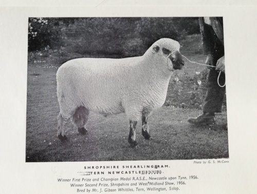 Shropshire sheep, Shearling ram, 1956