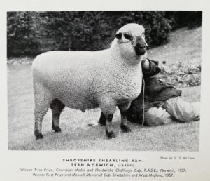 Shropshire sheep, Shropshire shearling ram, 1957