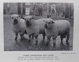 Shropshire sheep, Shropshire ram lambs, 1944