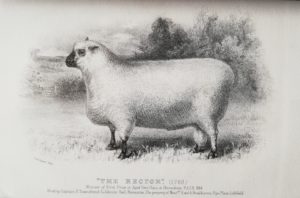 Shropshire sheep, Shropshire ram, 1769