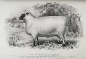 Shropshire sheep, Shropshire ram, 1884 painting
